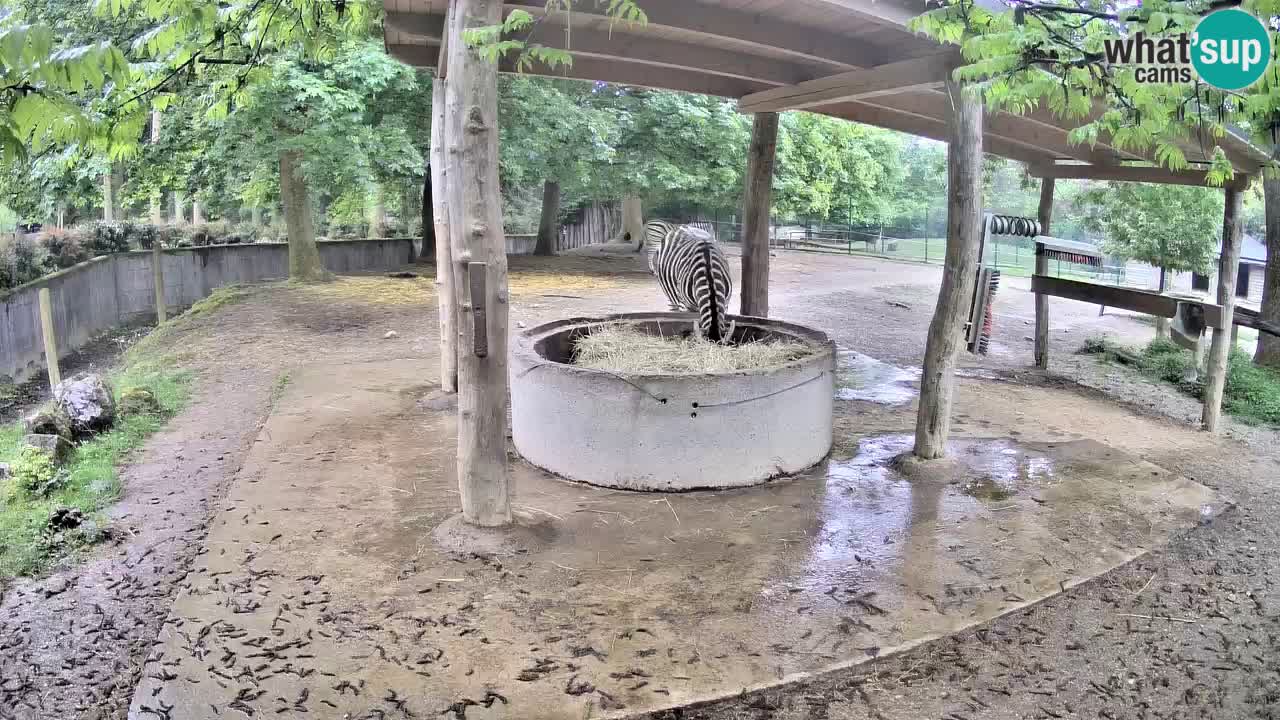 Zebre v živo v živalskem vrtu Ljubljana ZOO spletne kamere
