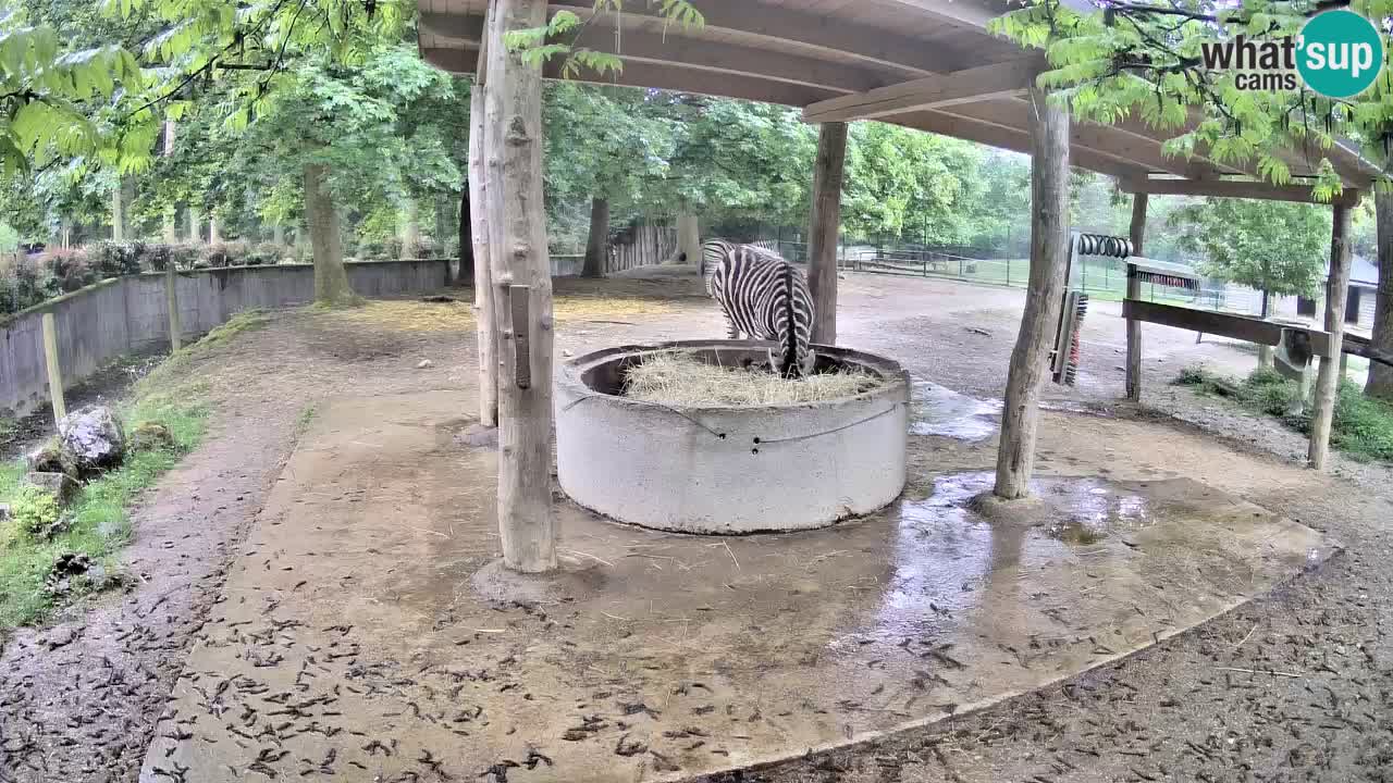 Live Webcam Zebras in Ljubljana ZOO – Slowenien