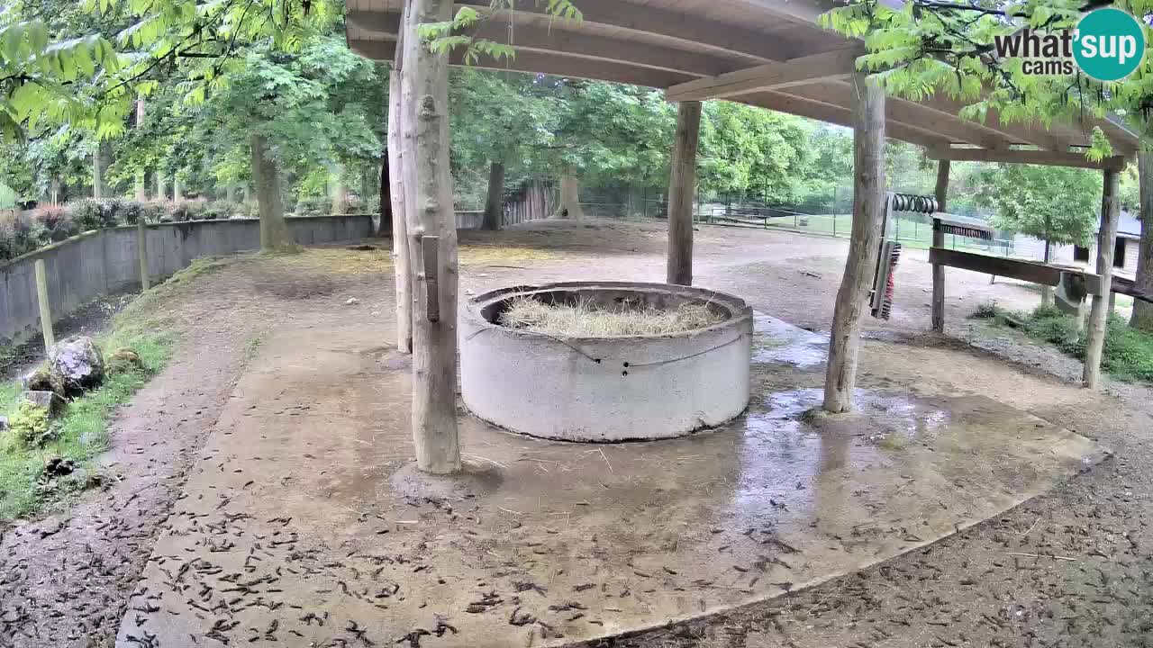Live webcam Zebras in Ljubljana ZOO – Slovenia