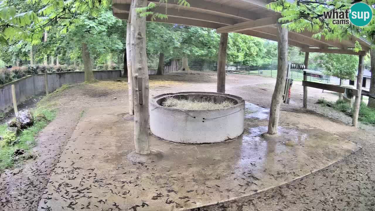 Zebre v živo v živalskem vrtu Ljubljana ZOO spletne kamere
