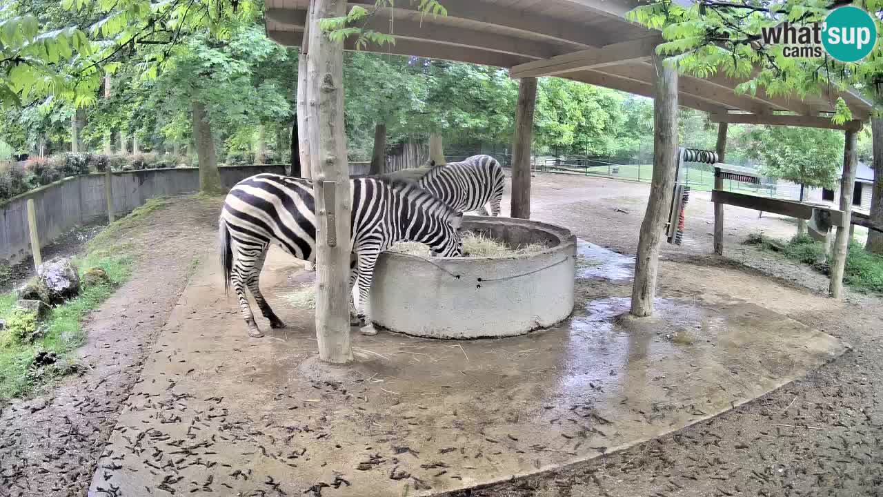 Live webcam Zebras in Ljubljana ZOO – Slovenia