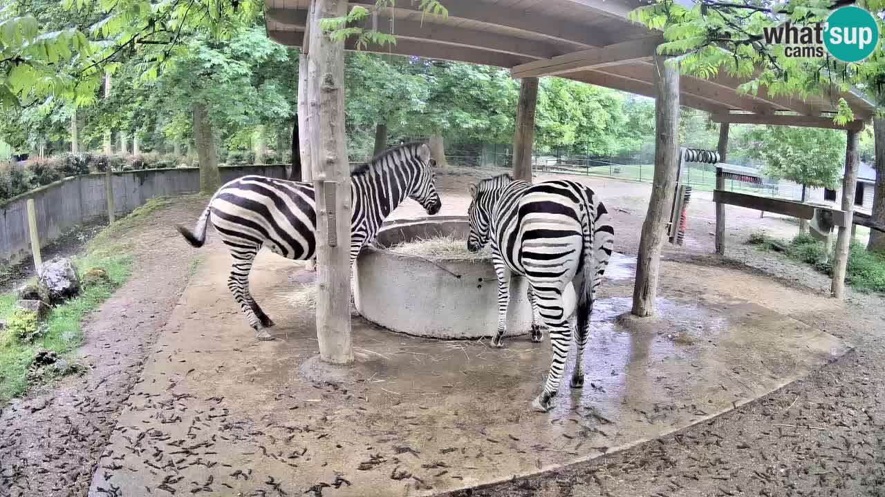Live webcam Zebras in Ljubljana ZOO – Slovenia