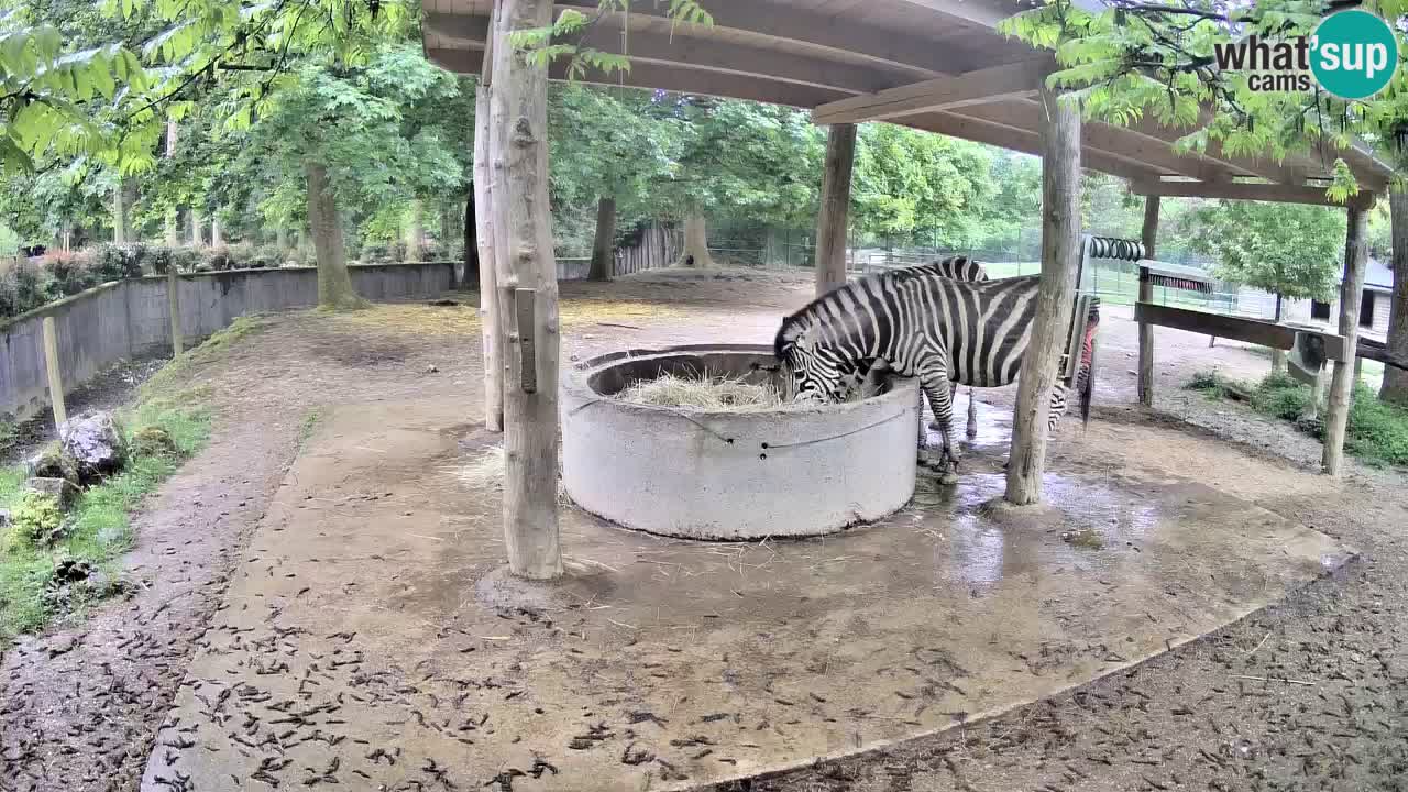 Live webcam Zebras in Ljubljana ZOO – Slovenia