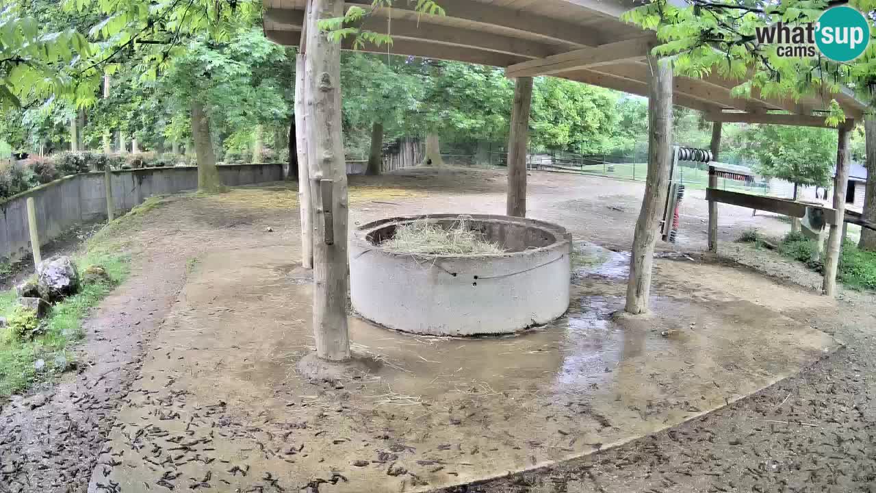 Live webcam Zebras in Ljubljana ZOO – Slovenia