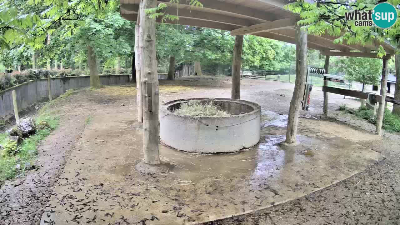 Live webcam Zebras in Ljubljana ZOO – Slovenia