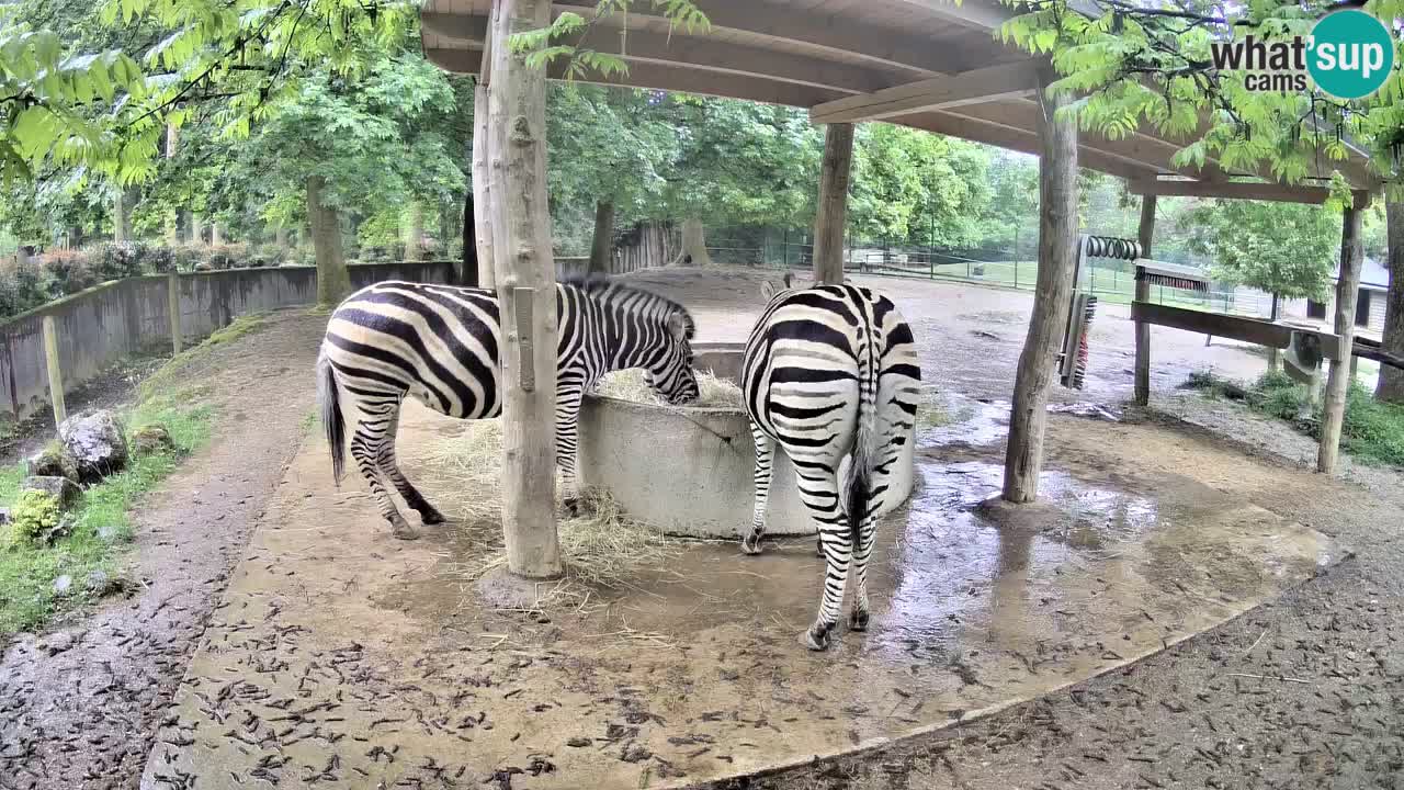 Camera en vivo Cebras in Ljubljana ZOO – Eslovenia