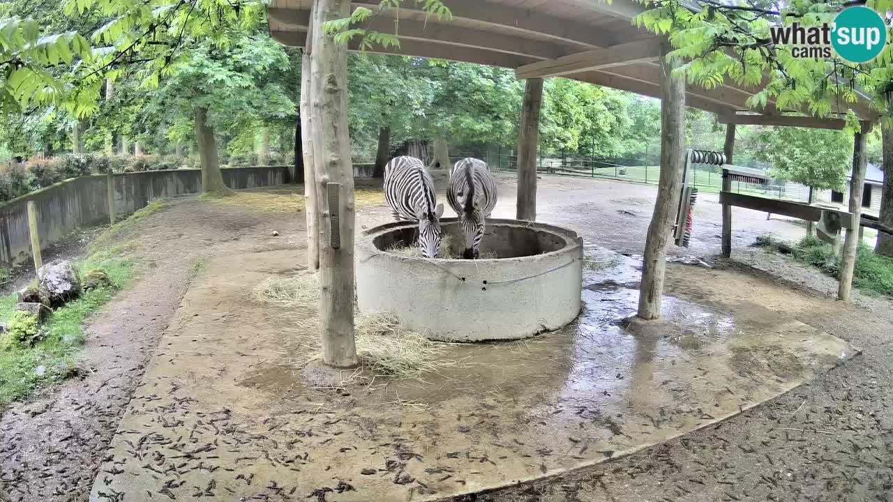 Camera en vivo Cebras in Ljubljana ZOO – Eslovenia