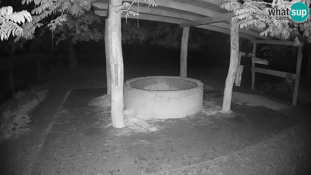 Live Webcam Zebras in Ljubljana ZOO – Slowenien