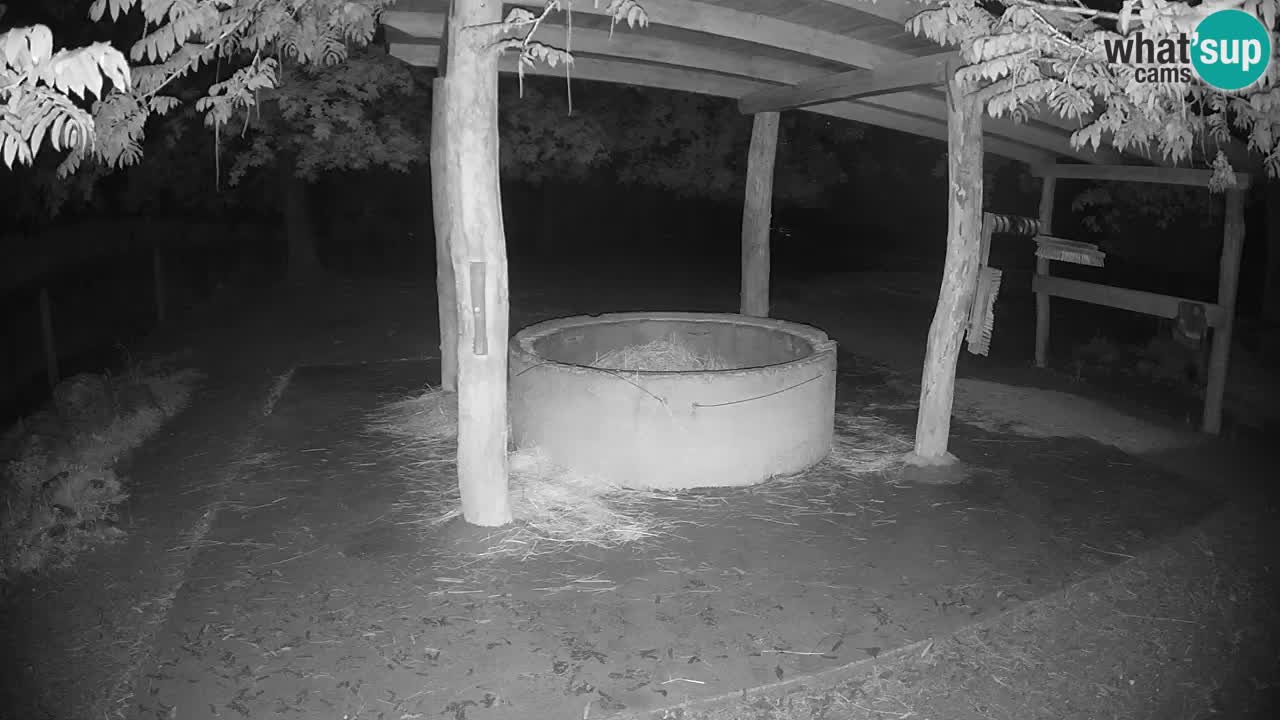 Live webcam Zebras in Ljubljana ZOO – Slovenia