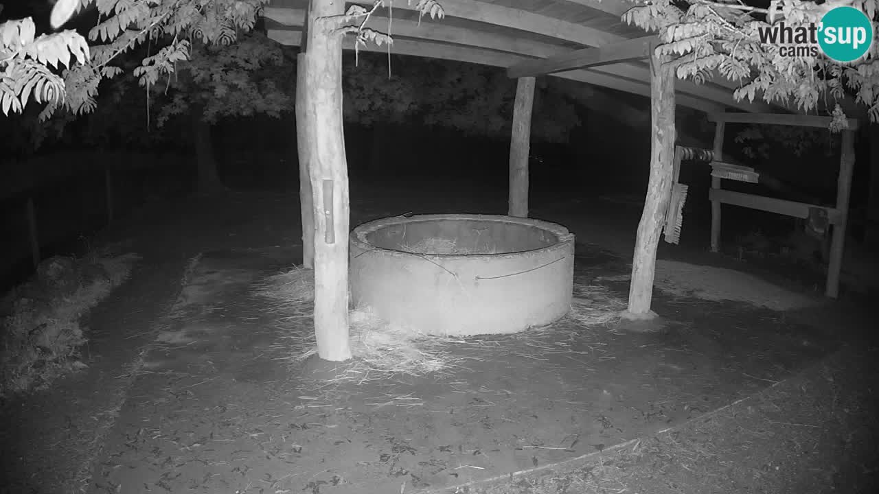 Web kamera uživo Zebras u ZOO Ljubljana – Slovenija