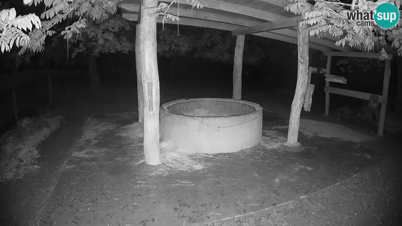 Zebre v živo v živalskem vrtu Ljubljana ZOO spletne kamere