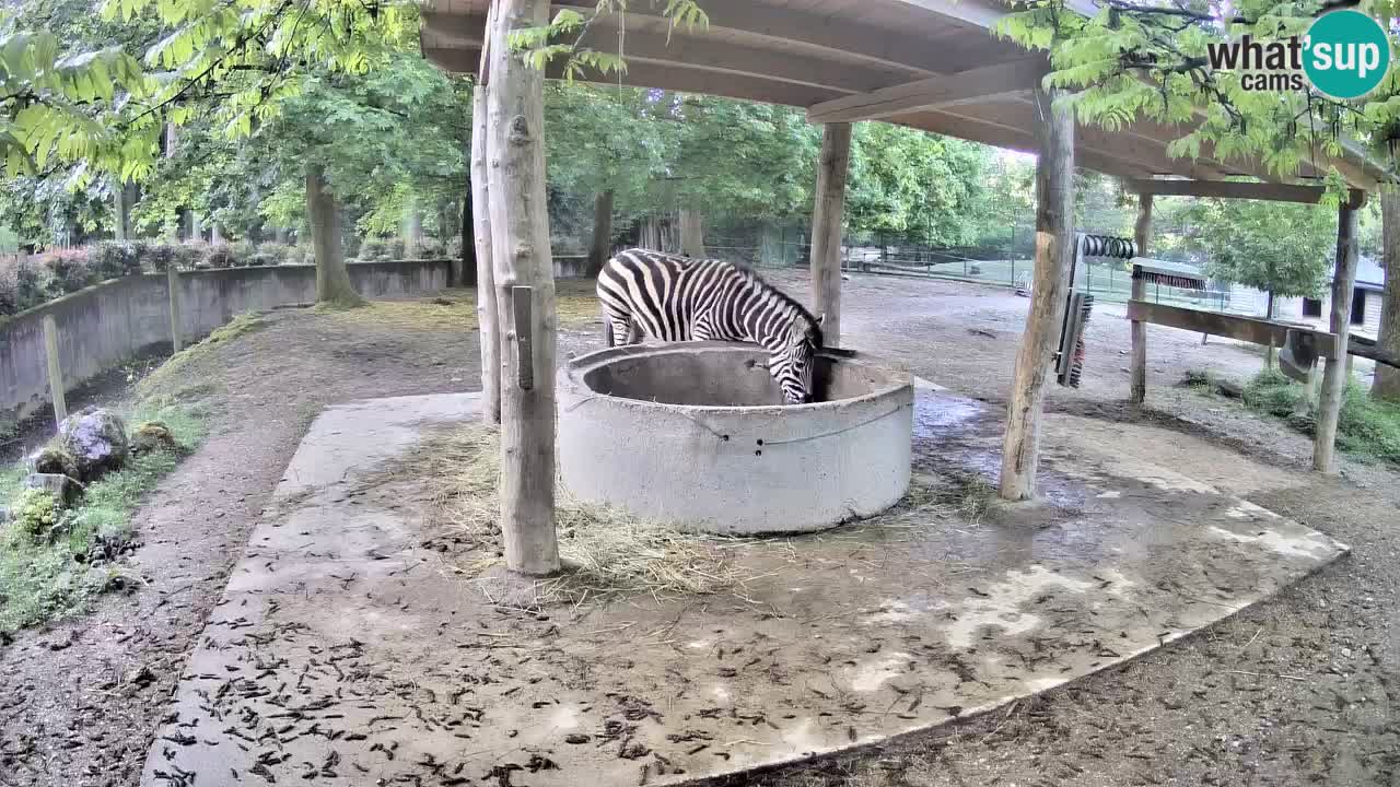 Le Zebre nello ZOO di Ljubljana – Slovenia Live webcam