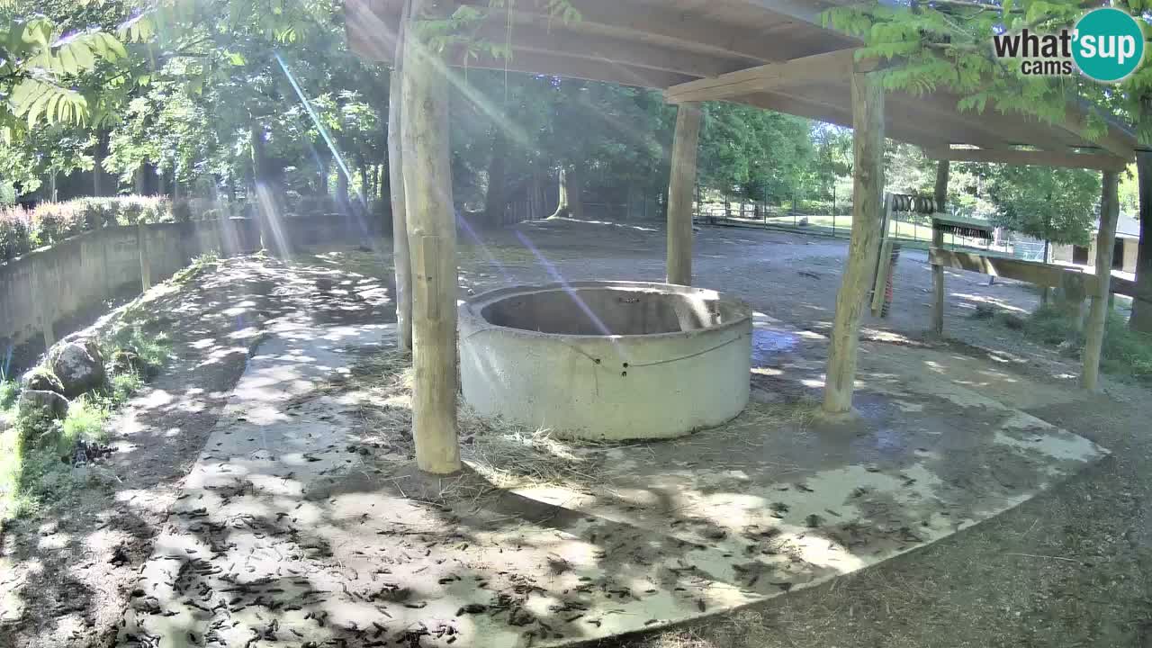 Live webcam Zebras in Ljubljana ZOO – Slovenia