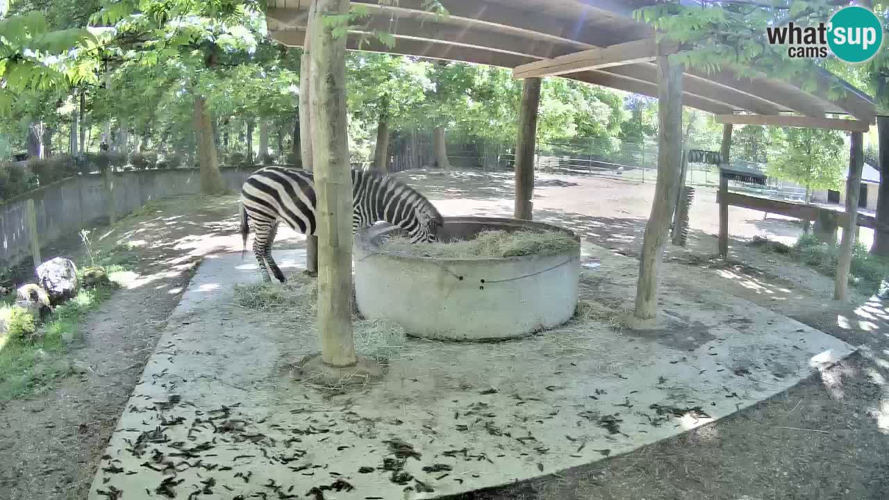Live webcam Les zèbres in Ljubljana ZOO – Slovénie