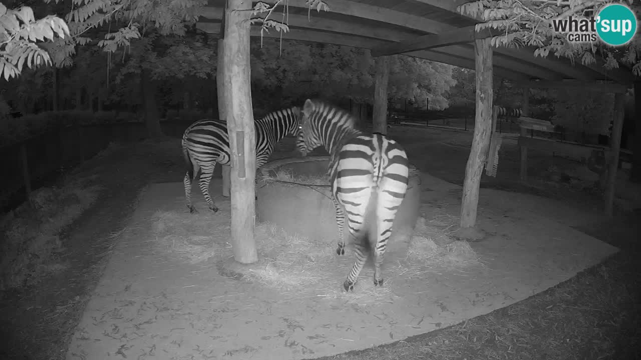 Le Zebre nello ZOO di Ljubljana – Slovenia Live webcam