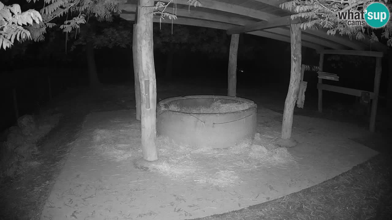 Le Zebre nello ZOO di Ljubljana – Slovenia Live webcam