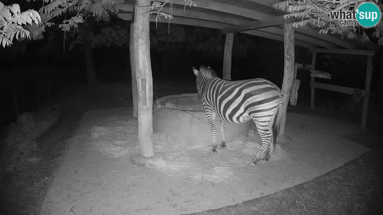 Live Webcam Zebras in Ljubljana ZOO – Slowenien