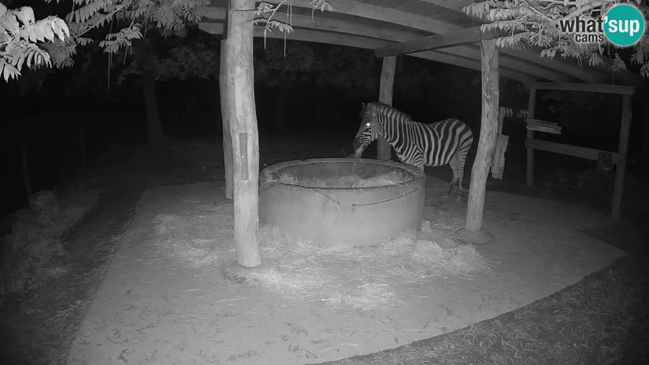 Live Webcam Zebras in Ljubljana ZOO – Slowenien