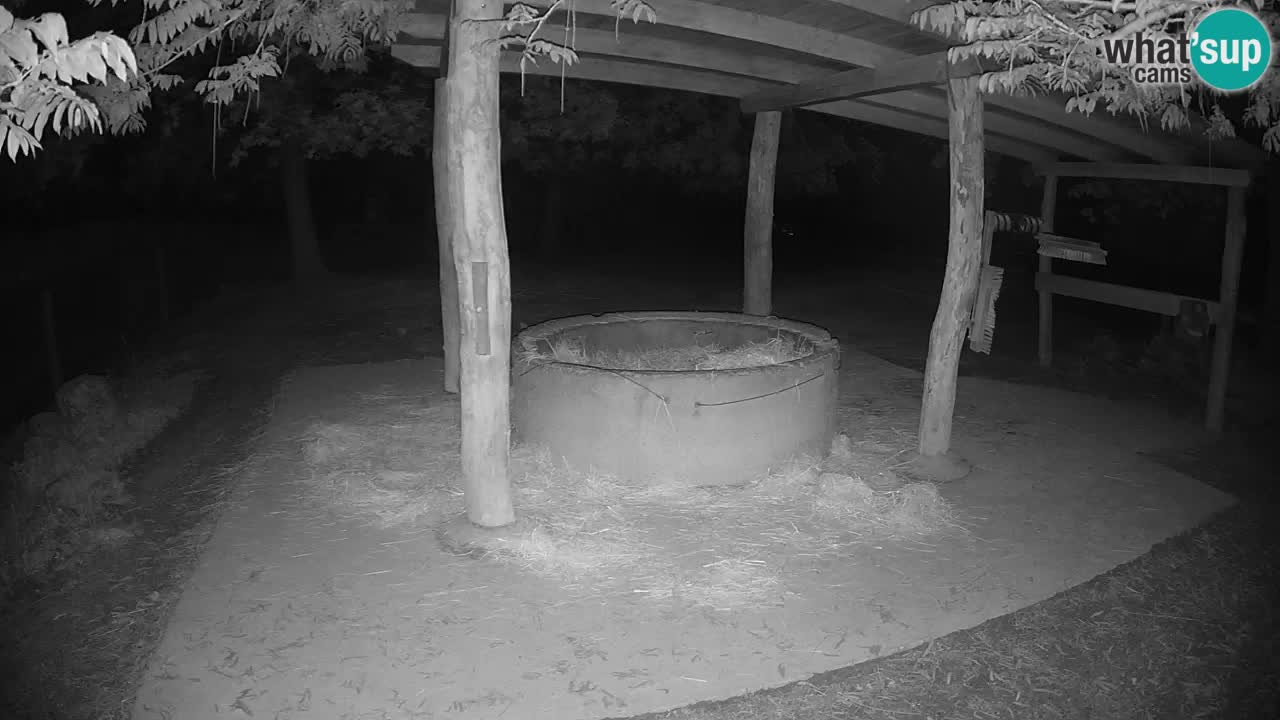 Live webcam Les zèbres in Ljubljana ZOO – Slovénie