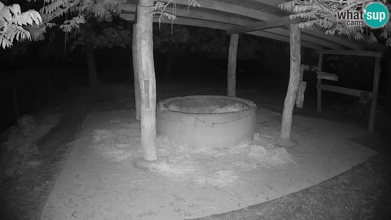 Live webcam Les zèbres in Ljubljana ZOO – Slovénie