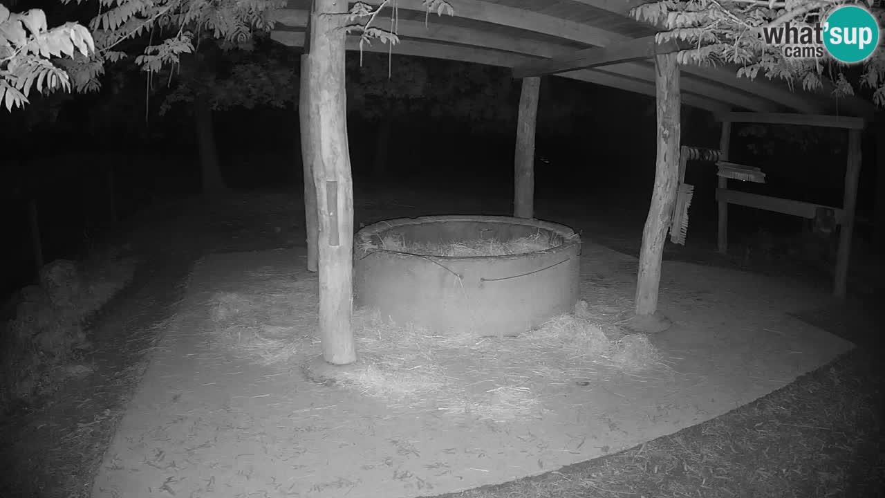 Zebre v živo v živalskem vrtu Ljubljana ZOO spletne kamere