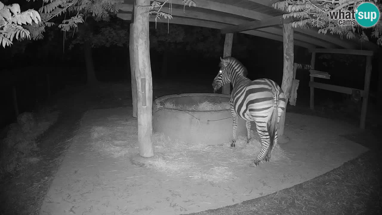 Live Webcam Zebras in Ljubljana ZOO – Slowenien