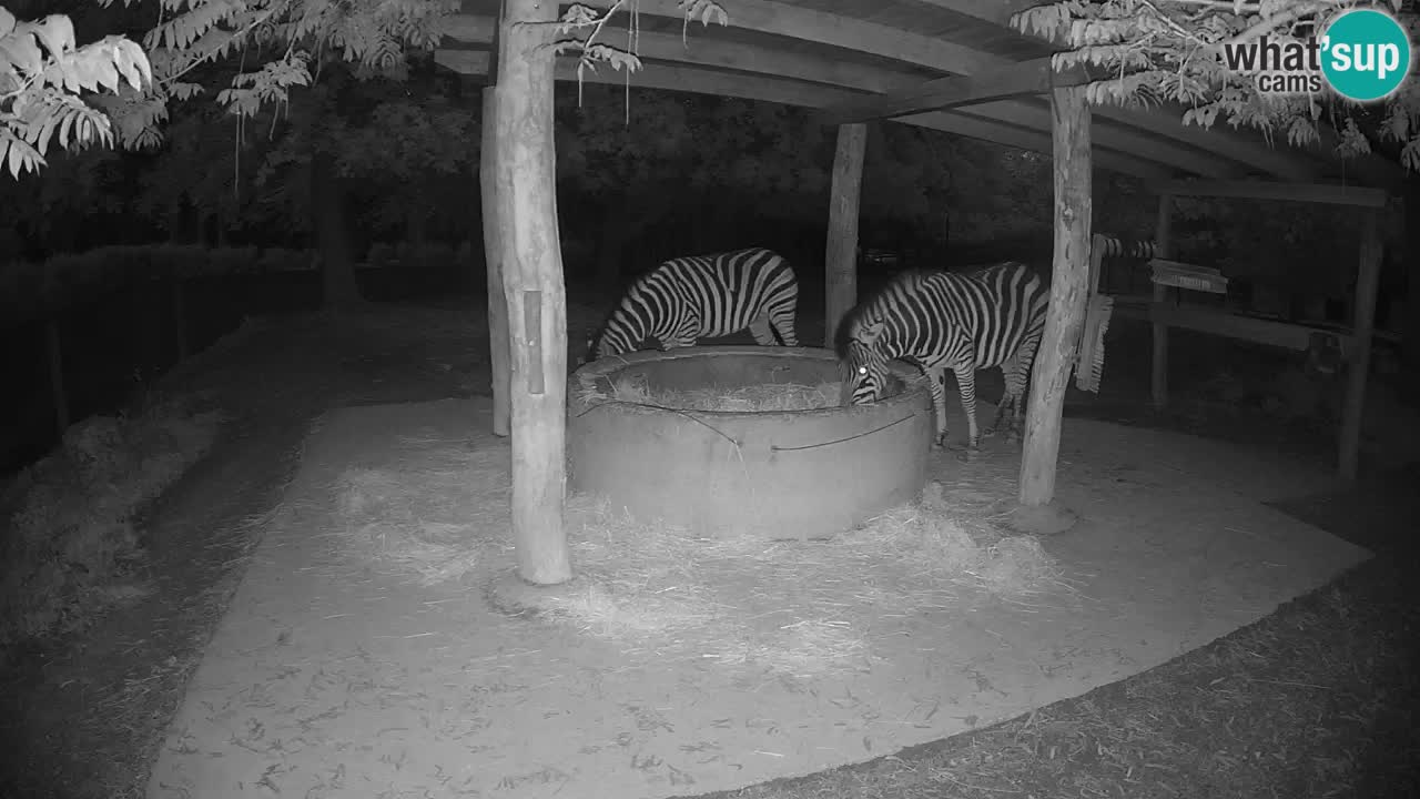 Live webcam Les zèbres in Ljubljana ZOO – Slovénie