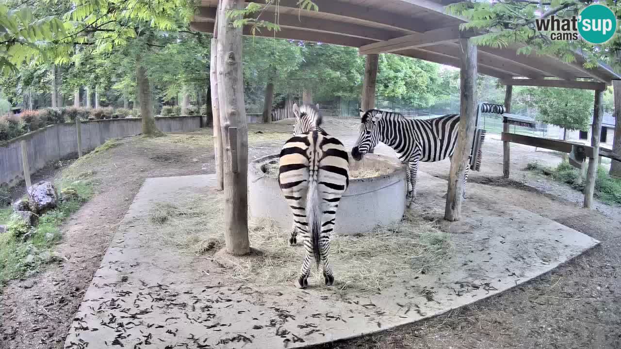 Web kamera uživo Zebras u ZOO Ljubljana – Slovenija