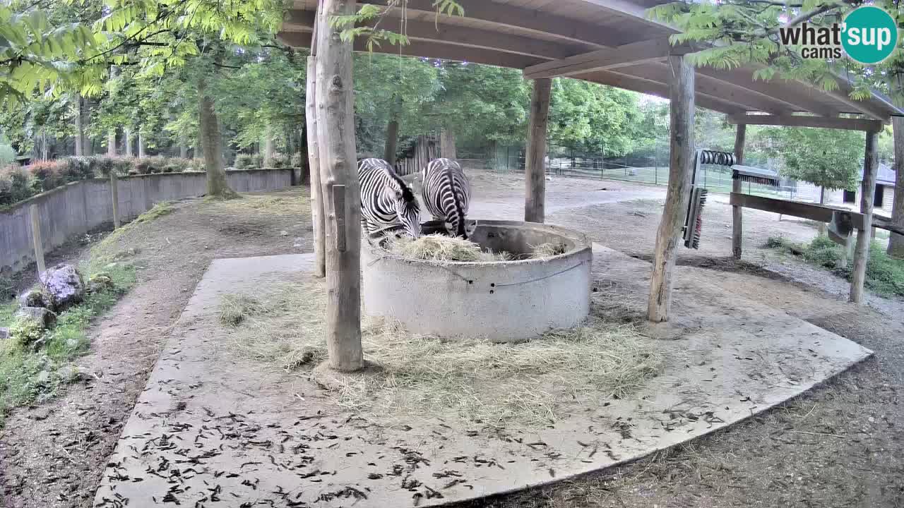 Le Zebre nello ZOO di Ljubljana – Slovenia Live webcam