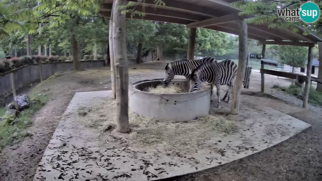 Le Zebre nello ZOO di Ljubljana – Slovenia Live webcam
