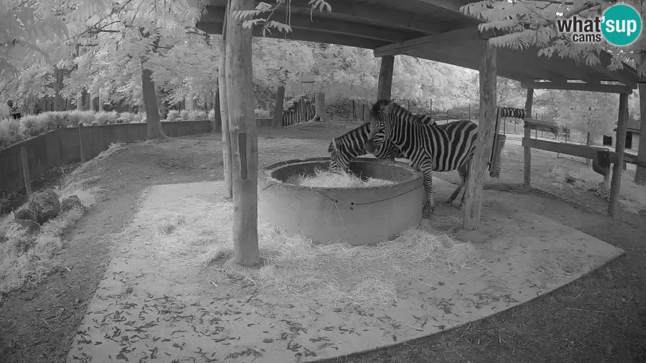 Live webcam Les zèbres in Ljubljana ZOO – Slovénie