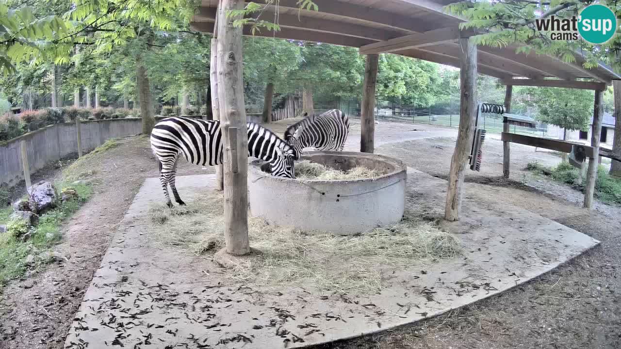 Live webcam Zebras in Ljubljana ZOO – Slovenia