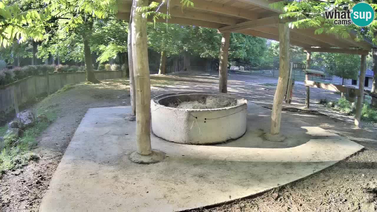 Camera en vivo Cebras in Ljubljana ZOO – Eslovenia