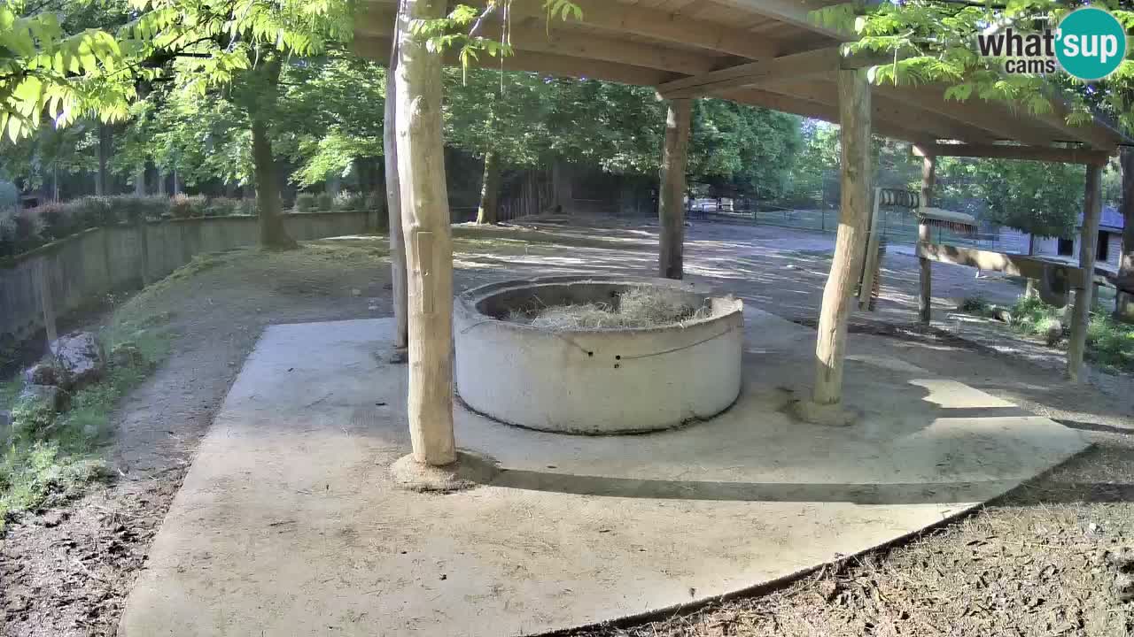 Camera en vivo Cebras in Ljubljana ZOO – Eslovenia