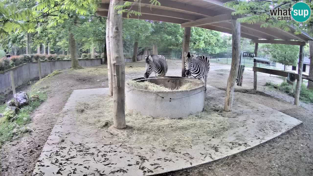 Camera en vivo Cebras in Ljubljana ZOO – Eslovenia