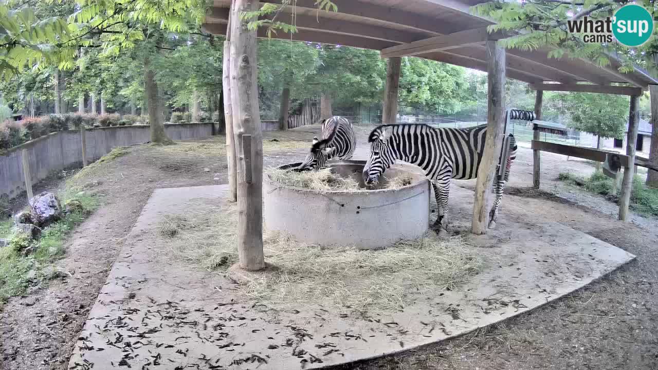 Camera en vivo Cebras in Ljubljana ZOO – Eslovenia