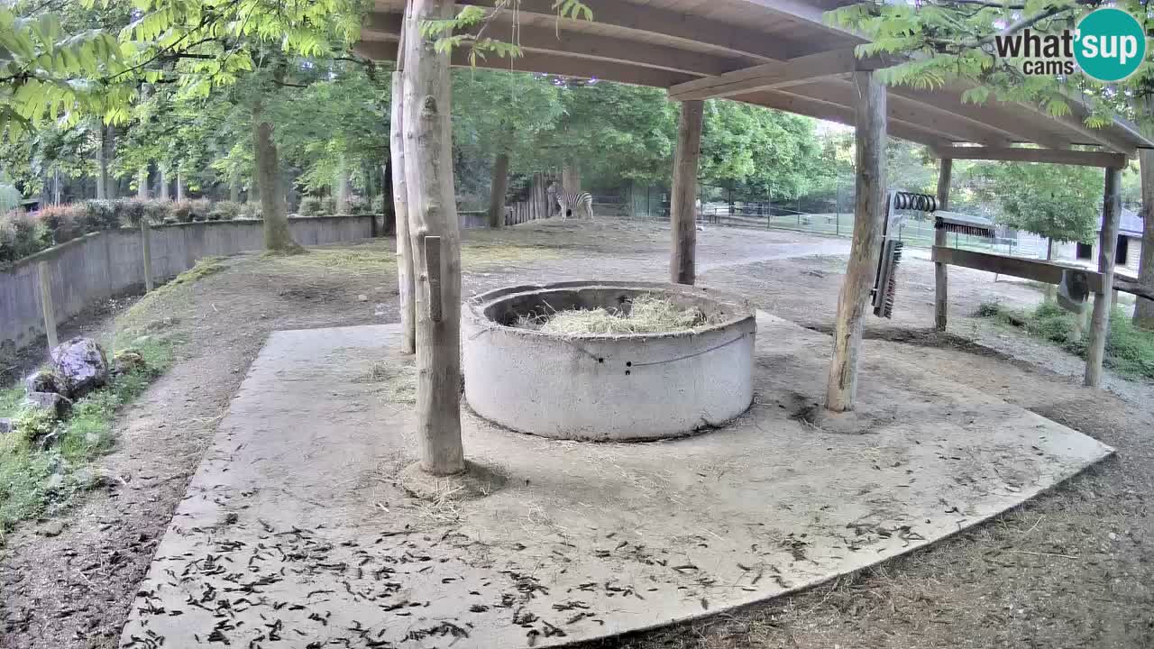 Live webcam Zebras in Ljubljana ZOO – Slovenia