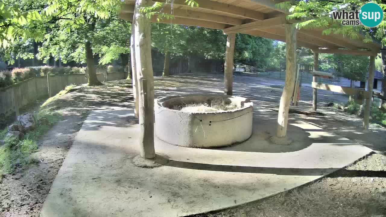Live Webcam Zebras in Ljubljana ZOO – Slowenien