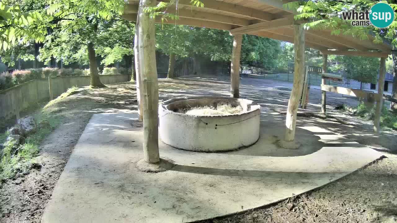 Zebre v živo v živalskem vrtu Ljubljana ZOO spletne kamere