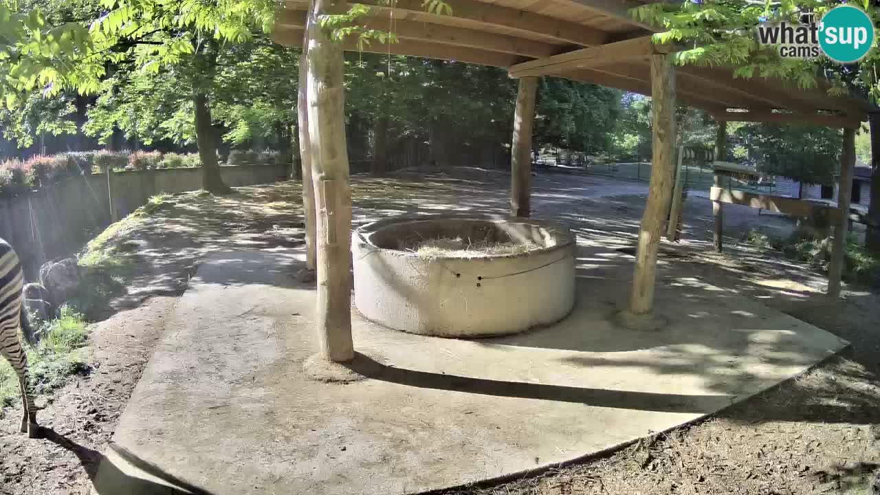 Le Zebre nello ZOO di Ljubljana – Slovenia Live webcam