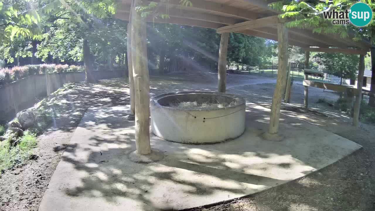 Live webcam Les zèbres in Ljubljana ZOO – Slovénie