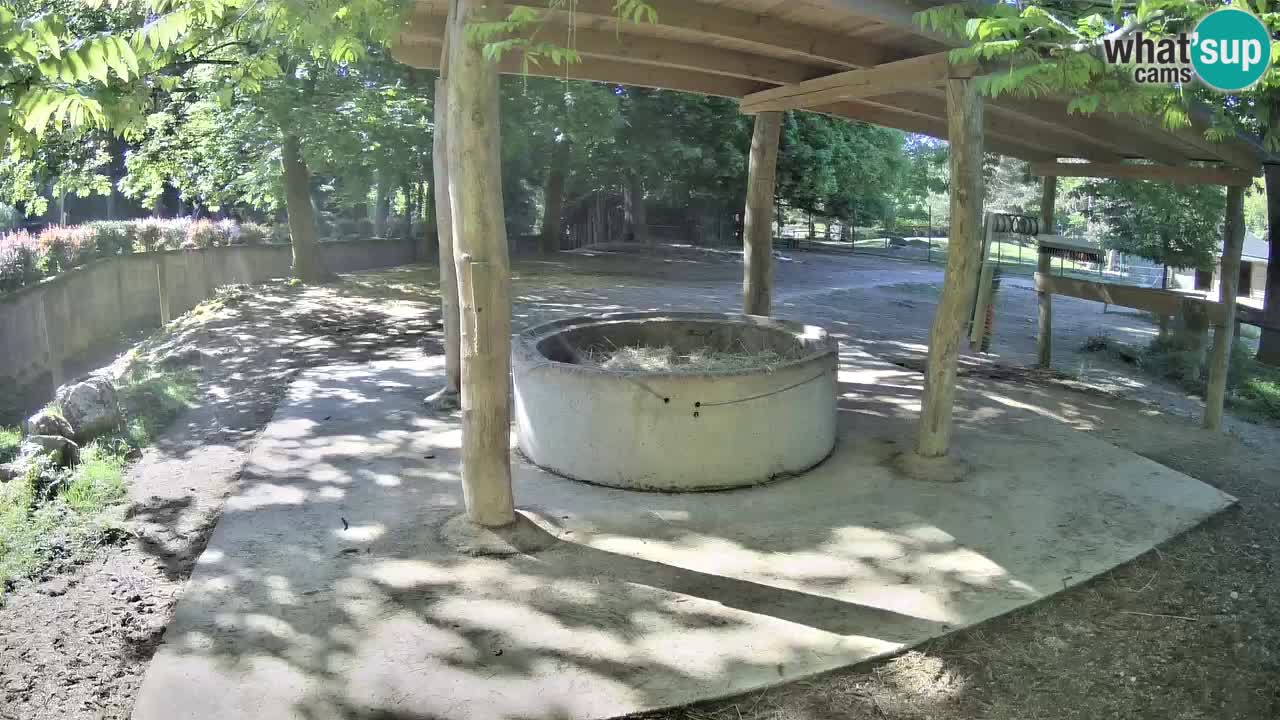 Live webcam Zebras in Ljubljana ZOO – Slovenia