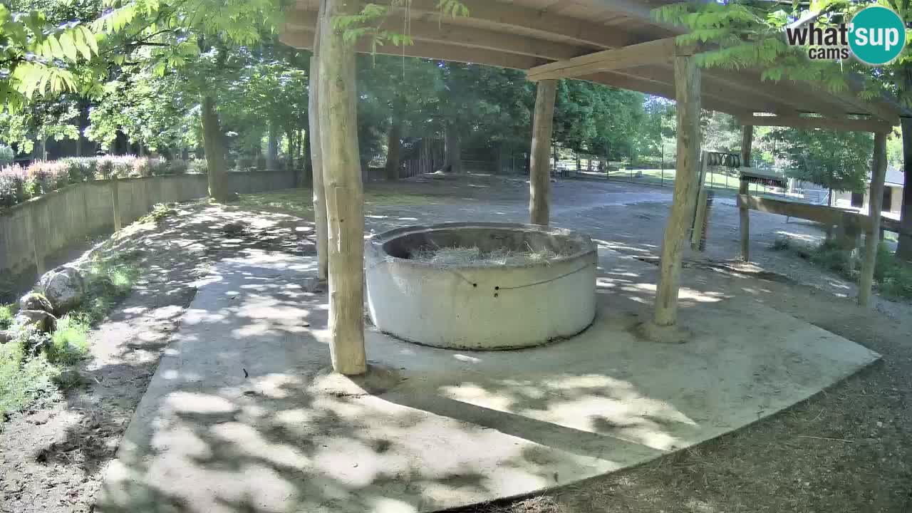 Le Zebre nello ZOO di Ljubljana – Slovenia Live webcam