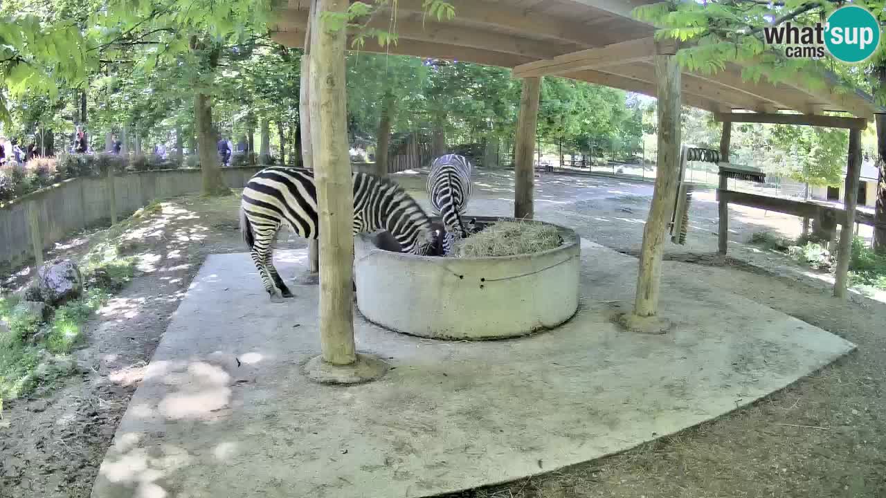 Le Zebre nello ZOO di Ljubljana – Slovenia Live webcam