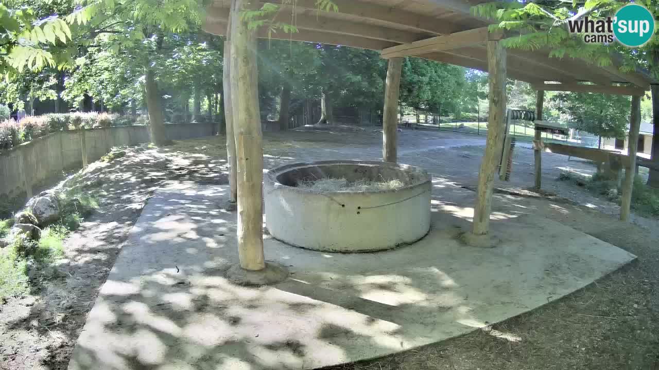 Live webcam Zebras in Ljubljana ZOO – Slovenia