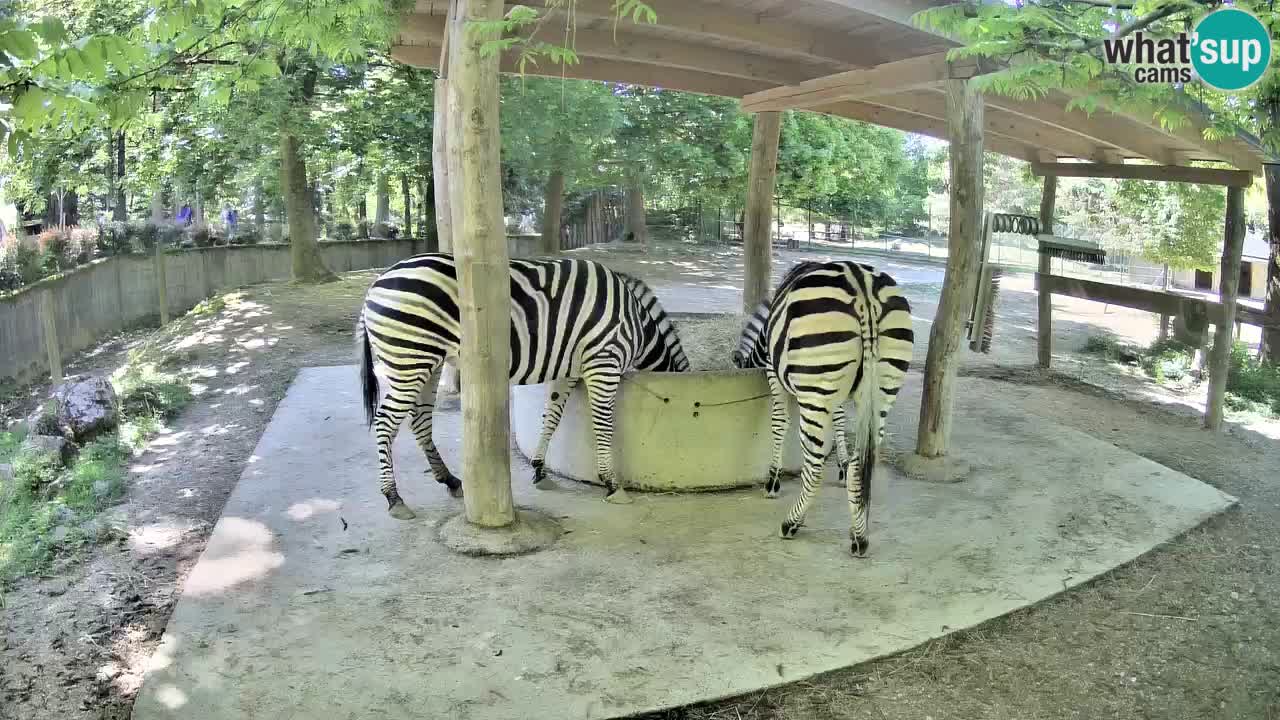 Live Webcam Zebras in Ljubljana ZOO – Slowenien