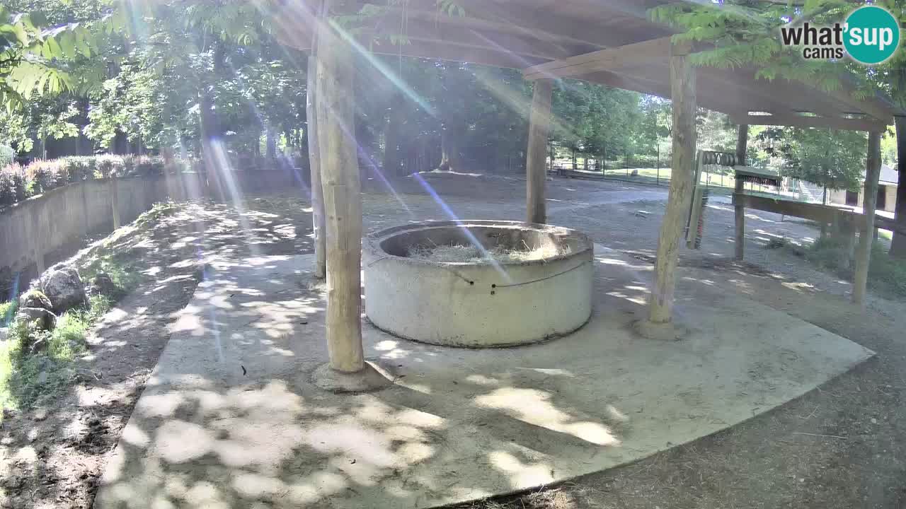 Zebre v živo v živalskem vrtu Ljubljana ZOO spletne kamere