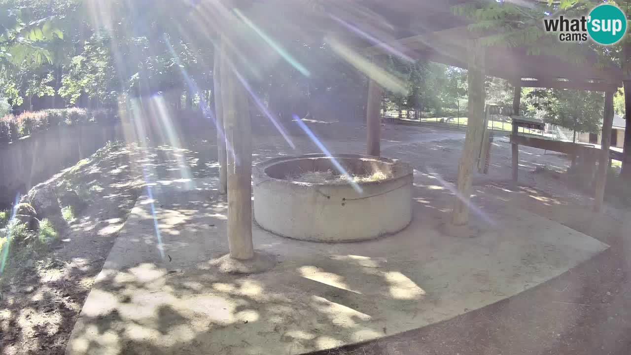 Live Webcam Zebras in Ljubljana ZOO – Slowenien