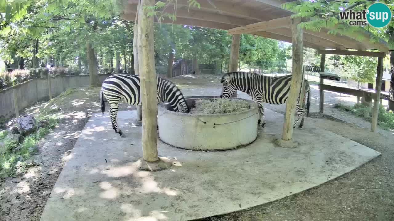 Live webcam Zebras in Ljubljana ZOO – Slovenia