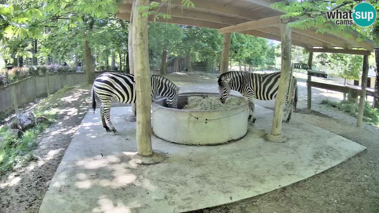 Le Zebre nello ZOO di Ljubljana – Slovenia Live webcam